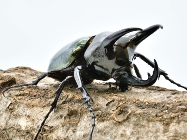 君の推しカブトムシ・クワガタムシ３