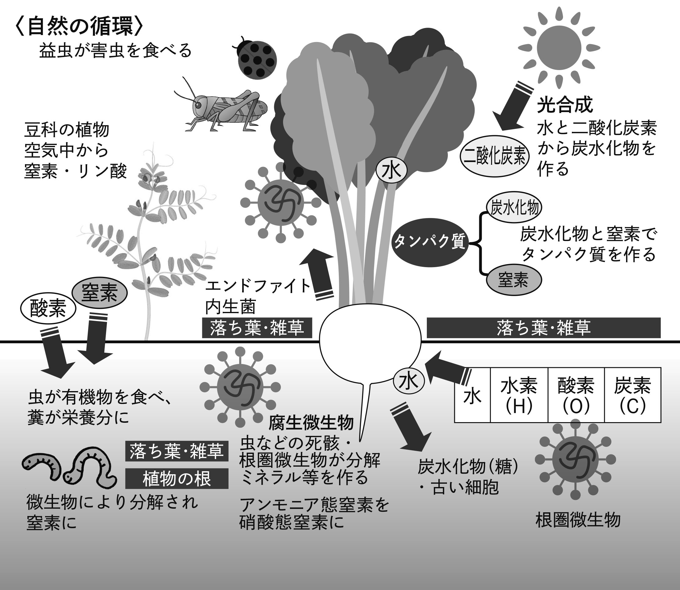 おすすめ①無肥料栽培を実現する本