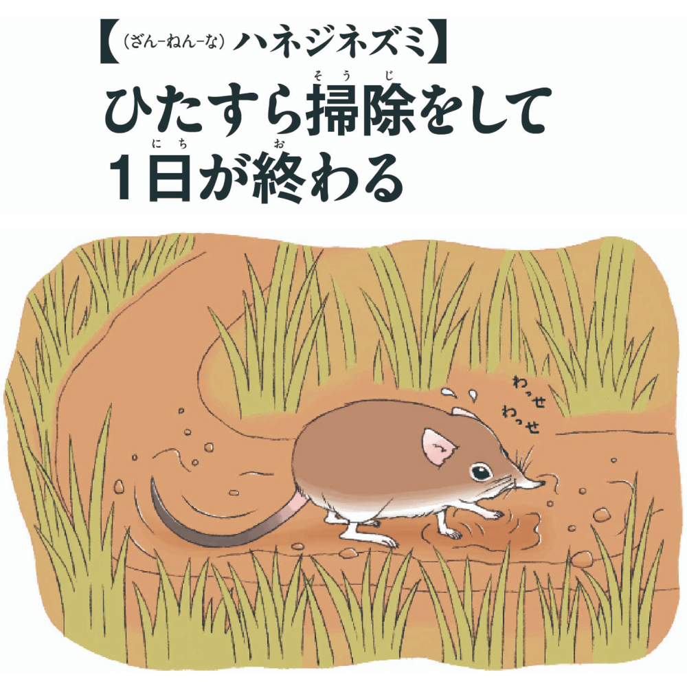 第10位　ハネジネズミ 