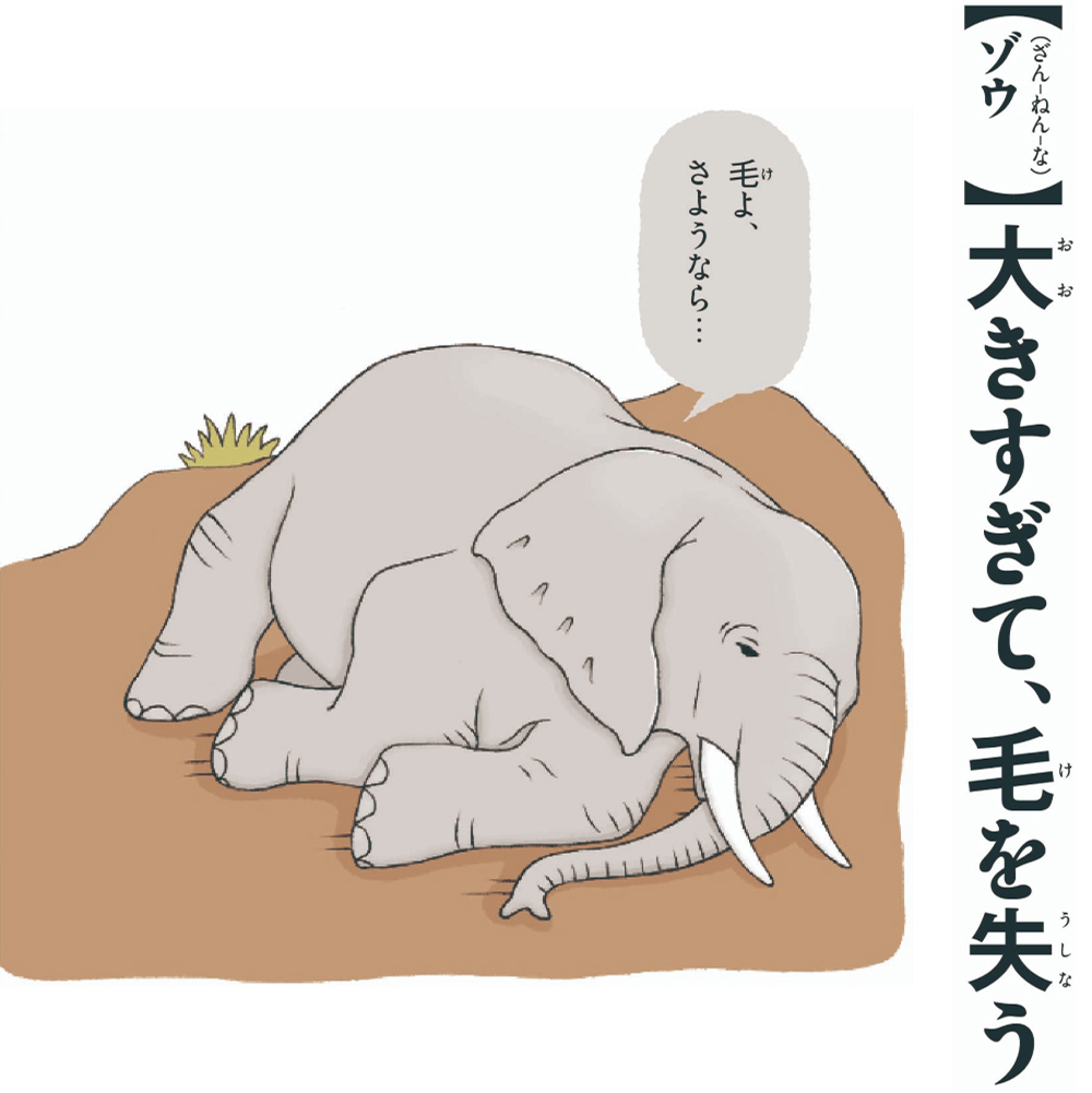第2位ゾウ