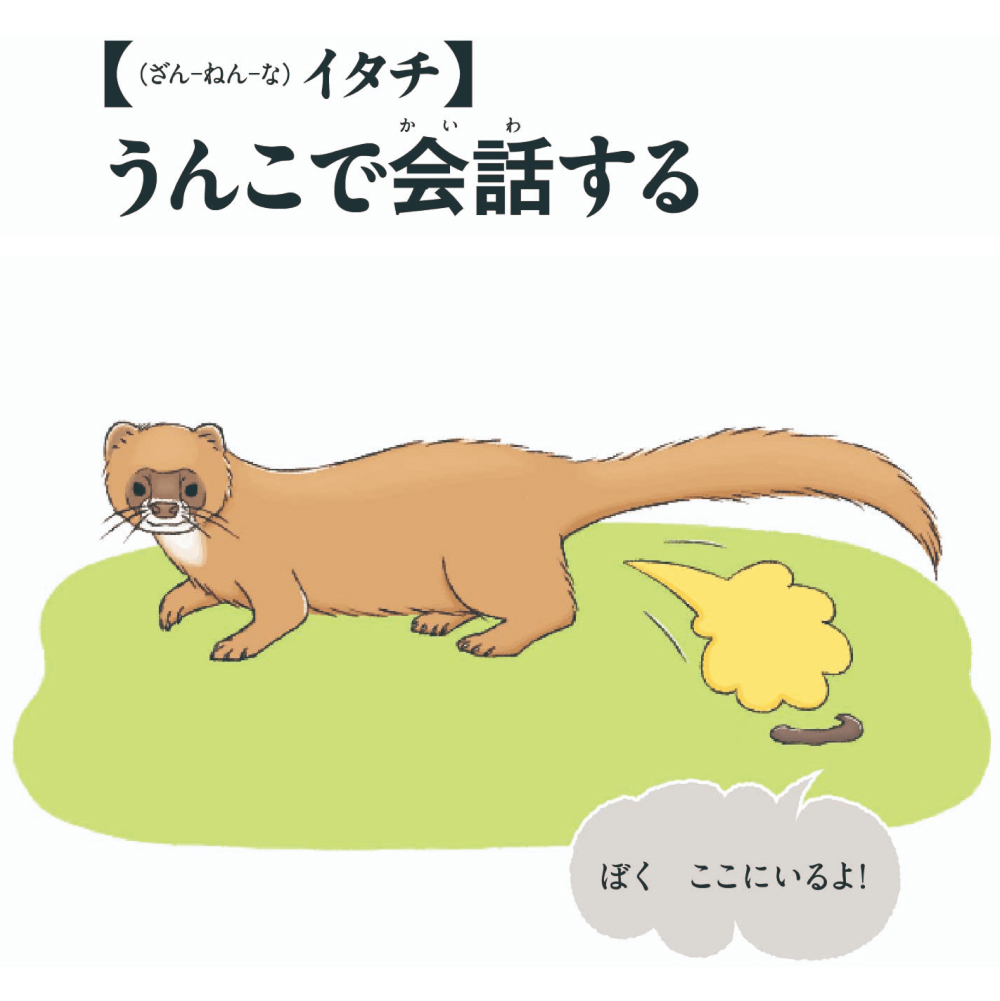 第3位イタチ