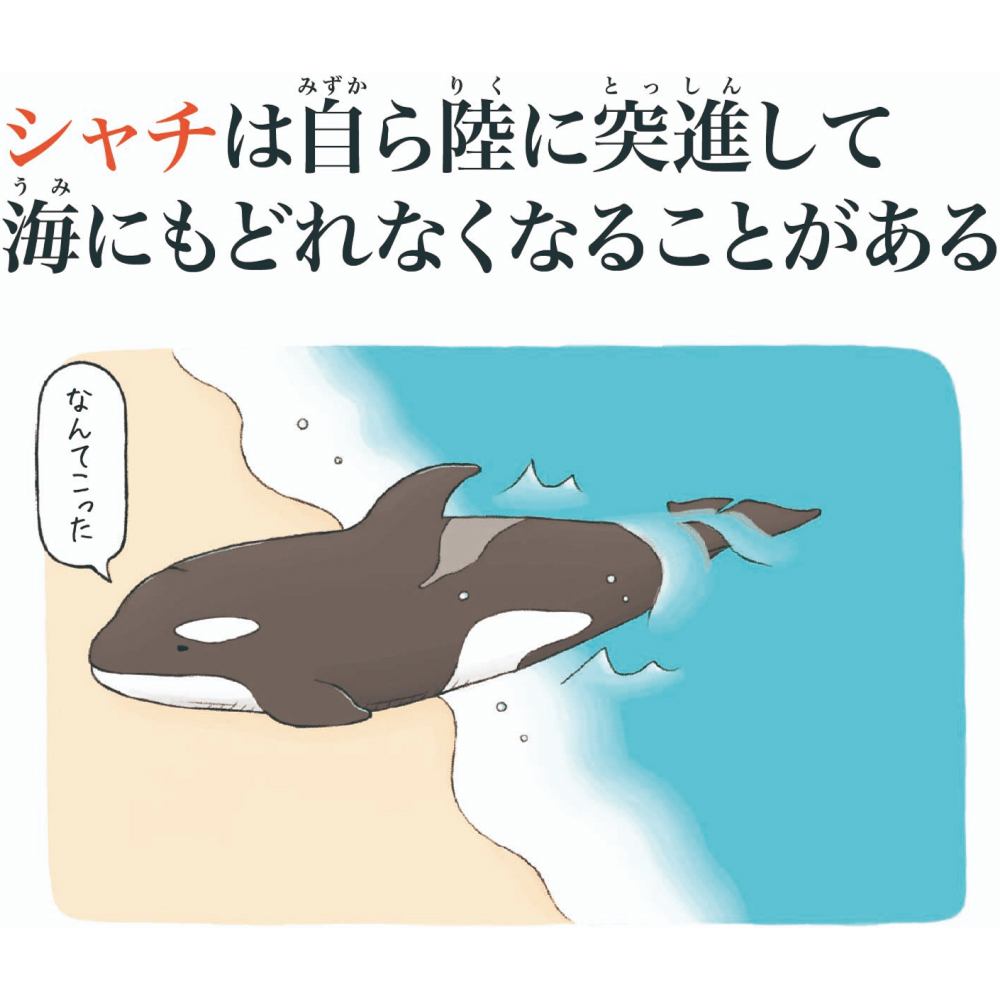第7位シャチ