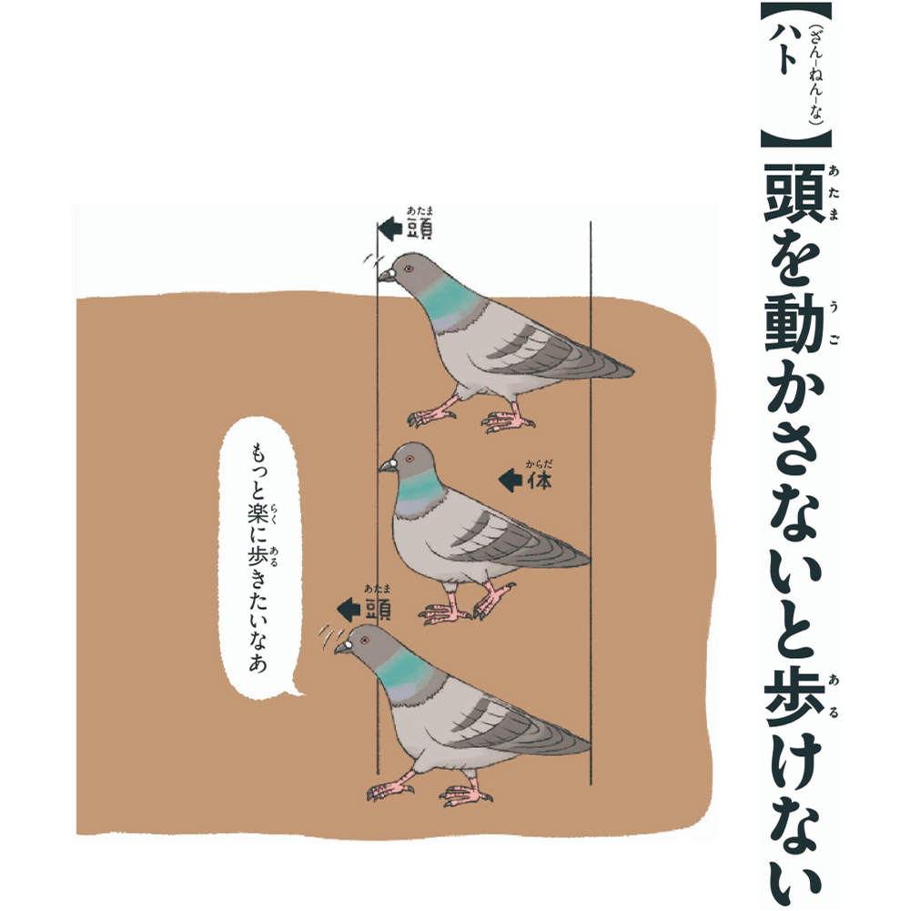 第7位ハト