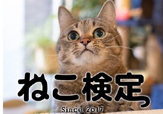 招来ねこページ 26wdb6-on_item2.jpg