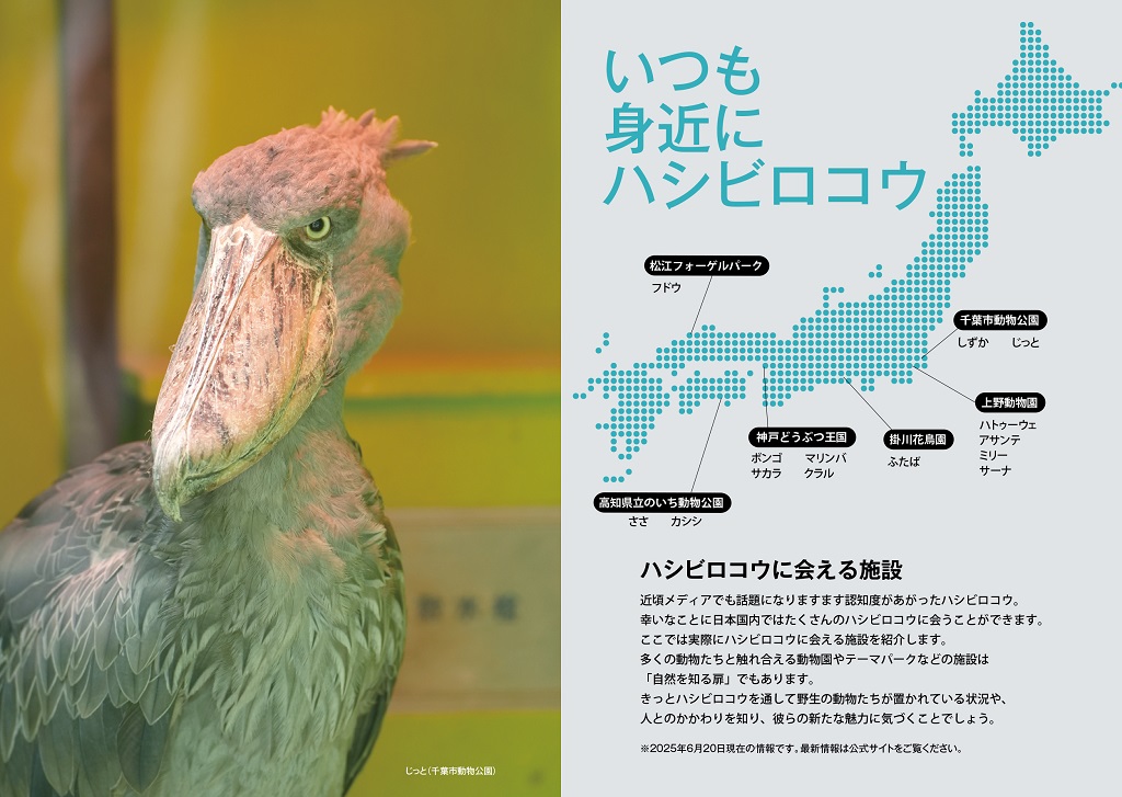 ハシビロコウ_itumomijikani