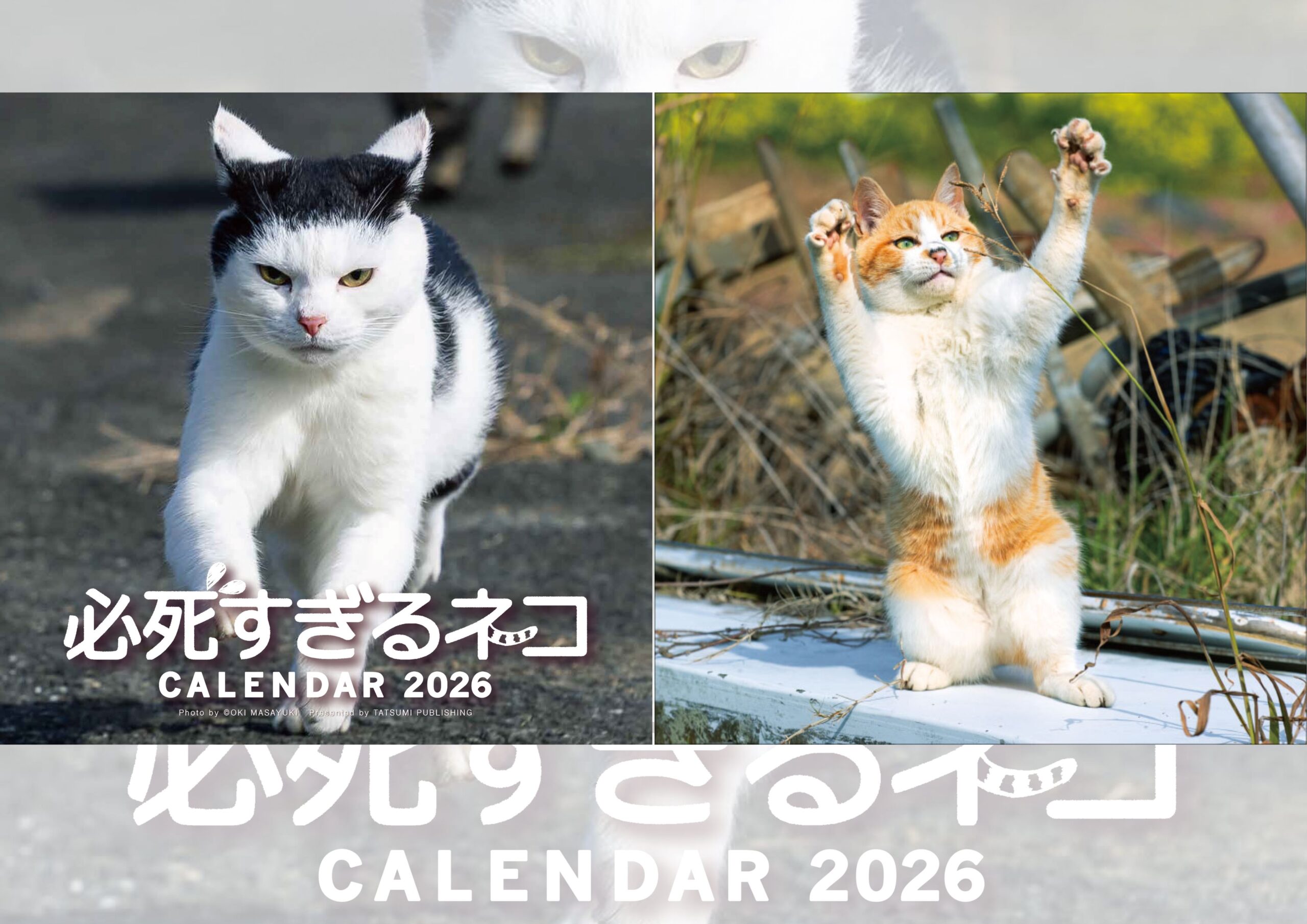 必死すぎるネコカレンダー_アイキャッチ