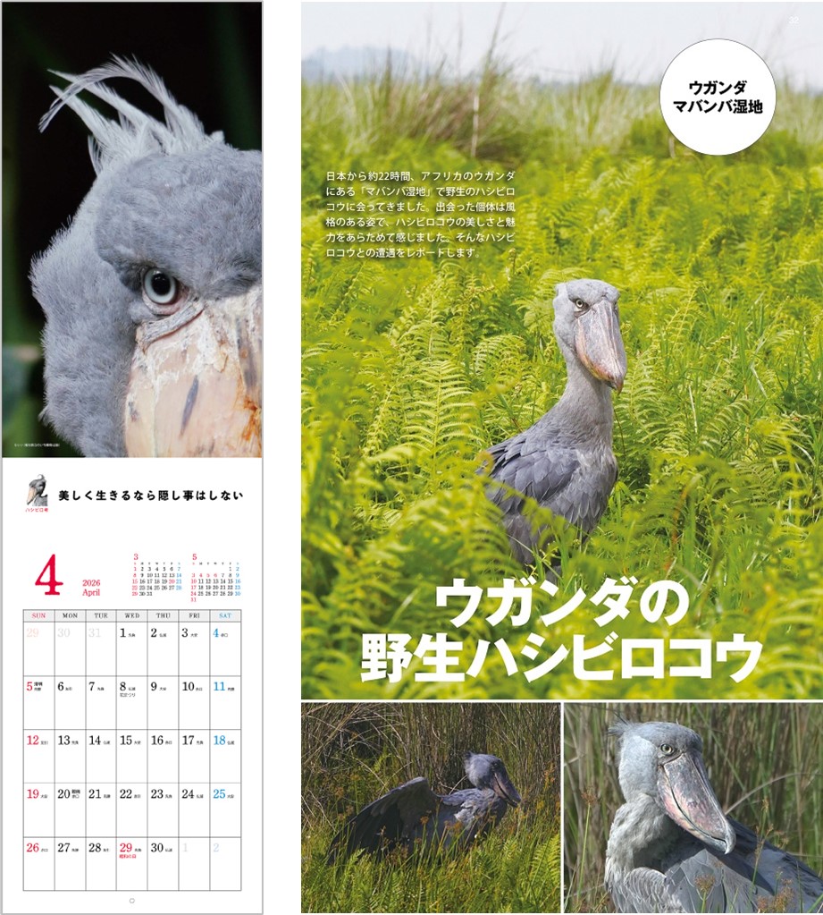 ハシビロコウカレンダー2