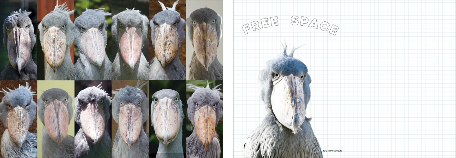 ハシビロコウ手帳2