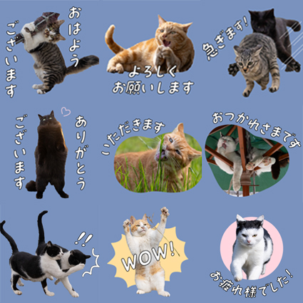 必死すぎるネコカレンダースタンプ