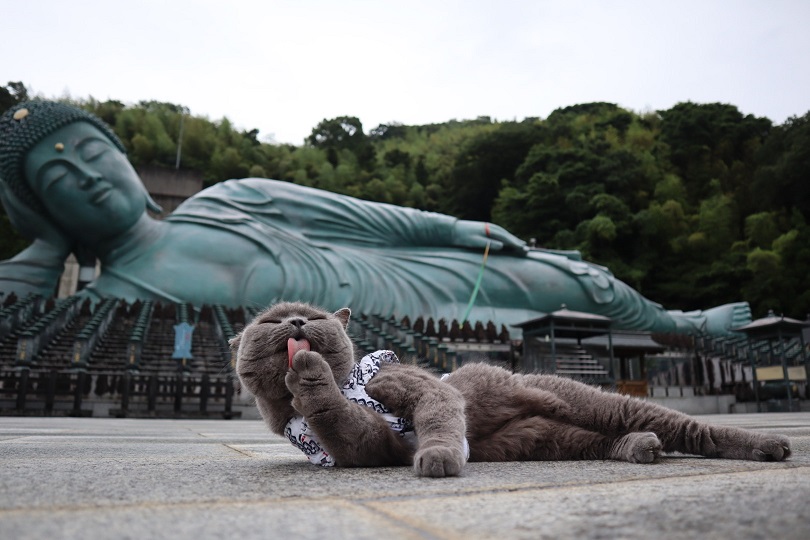 「かわいいニャングランプリ」