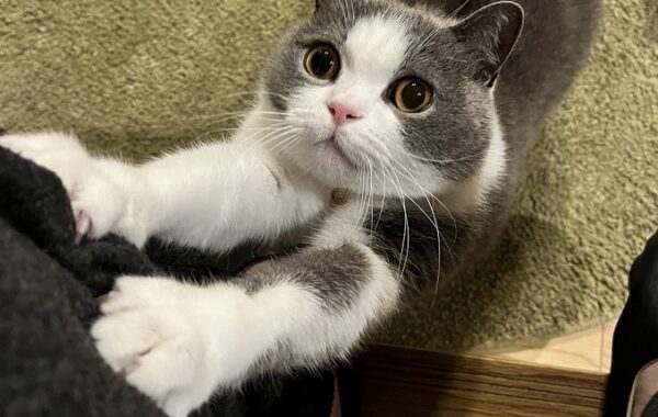 neko_20251017_4-600x380.jpg