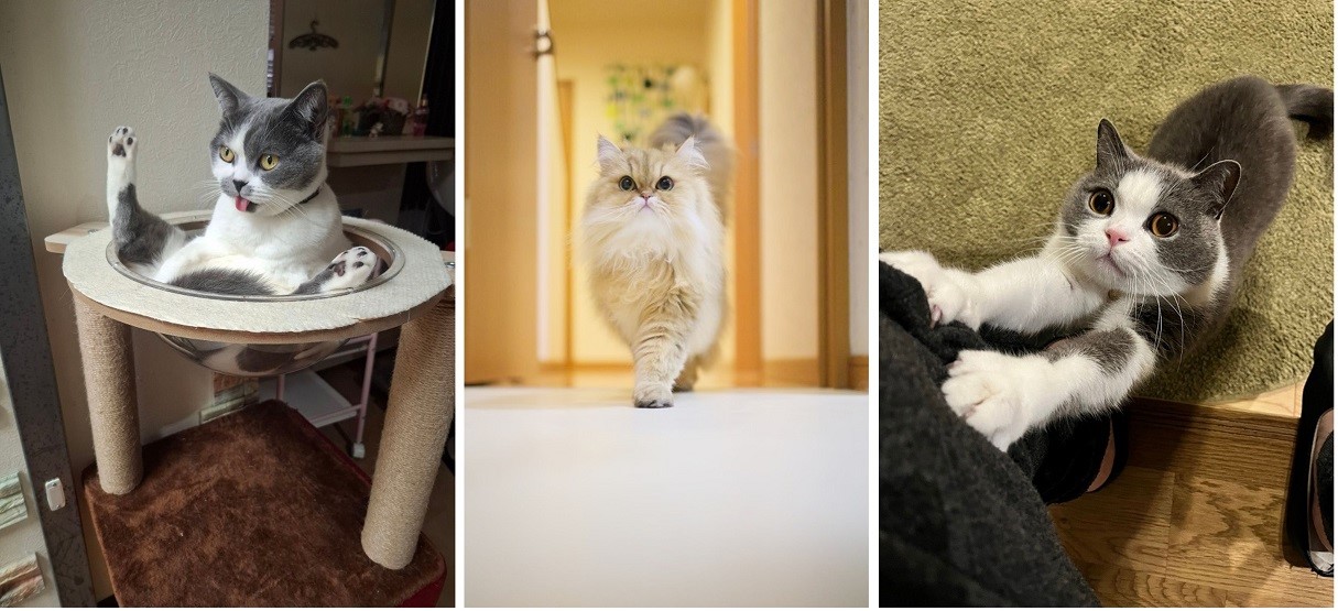 「かわいいニャングランプリ」