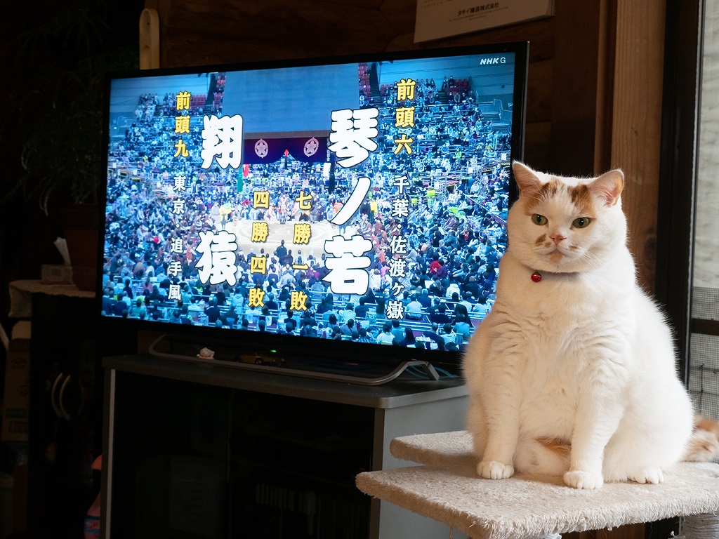 メイ先輩相撲