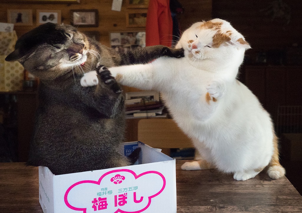 メイ先輩sub3