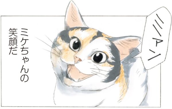 Xフォロワー6万人の看板猫！3本脚のミケちゃんが元気と癒しを届ける