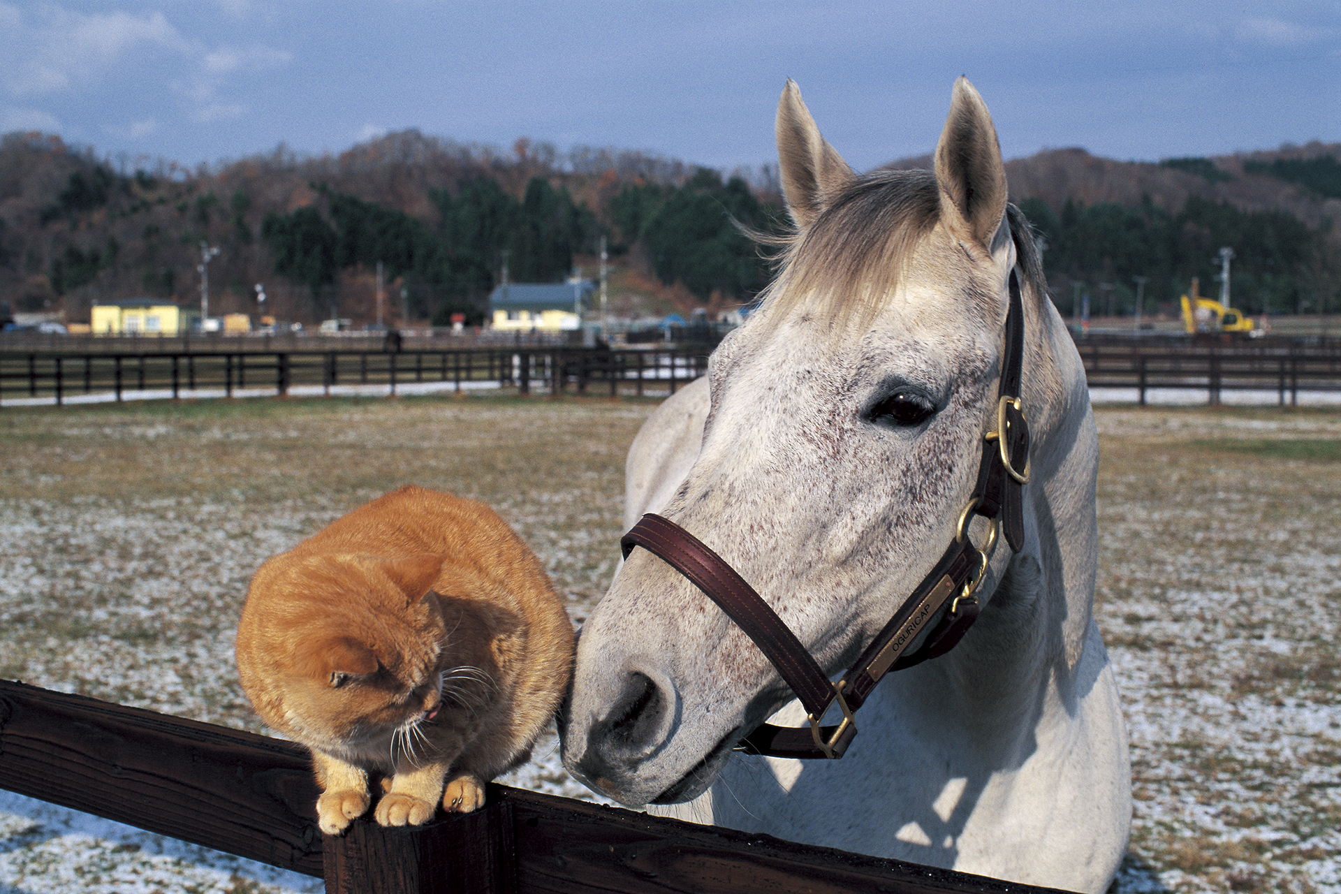 2000年撮影のオグリキャップ