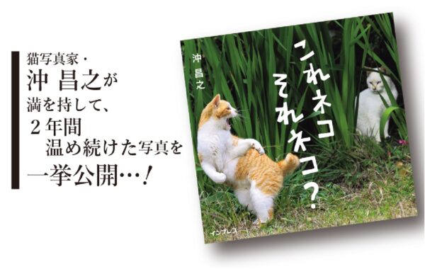 猫の日特集」連載vol.4】思わず二度見してしまうようなユニークな瞬間