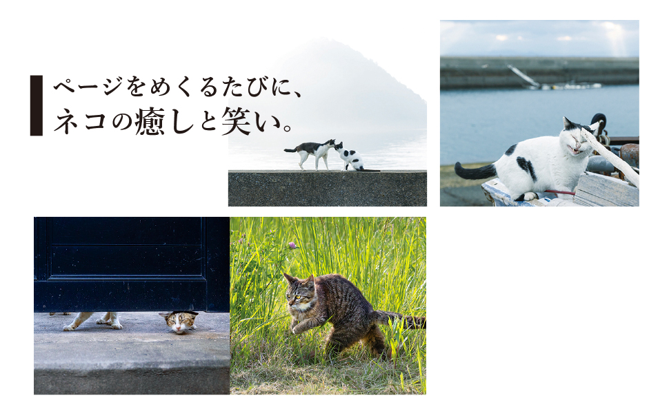 これネコ、それネコ?おすすめ①