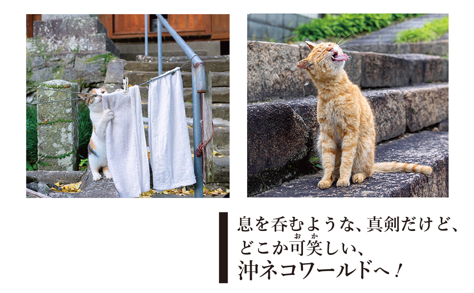 これネコ、それネコ?おすすめ③