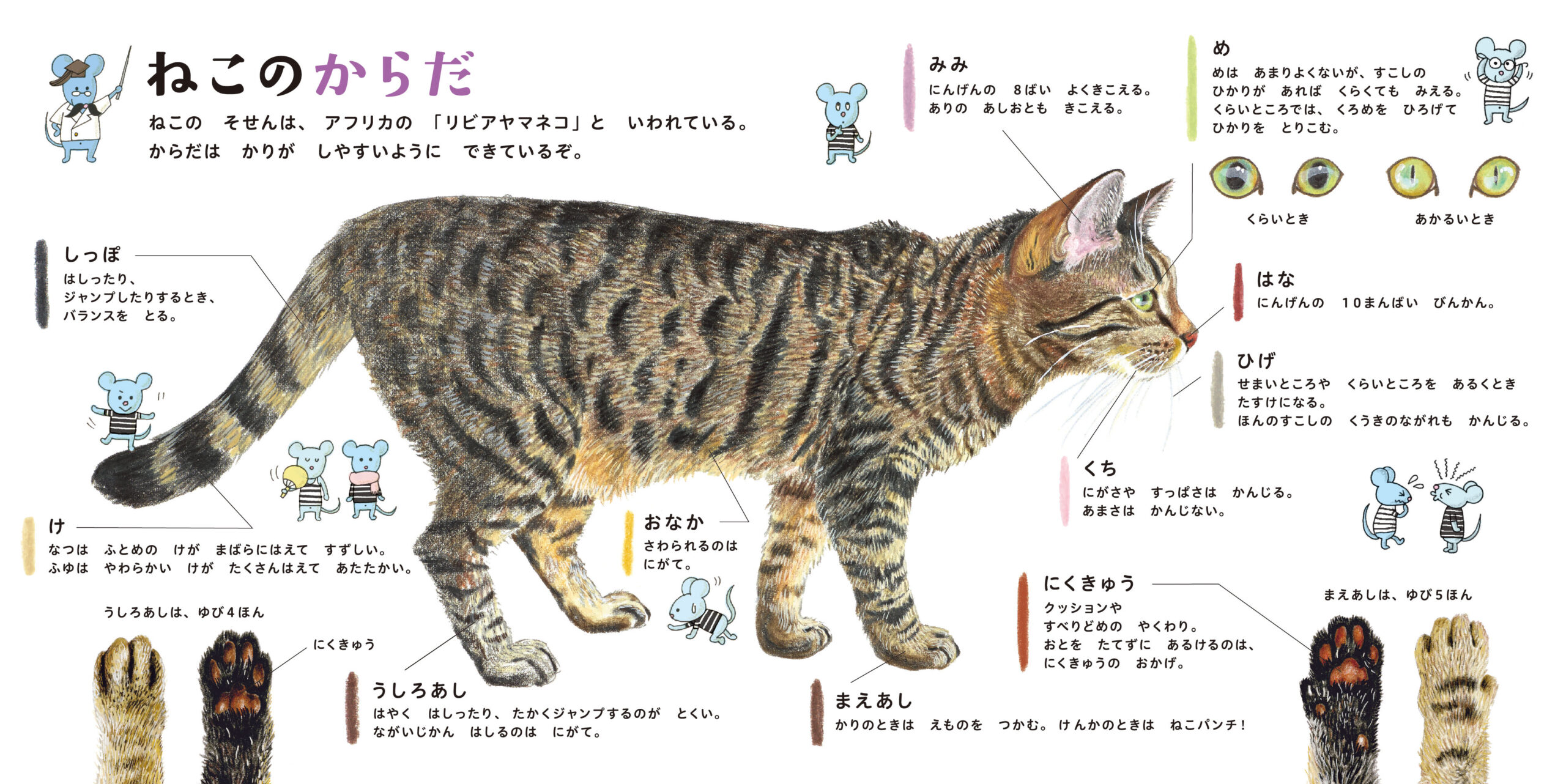 ねこのずかん②