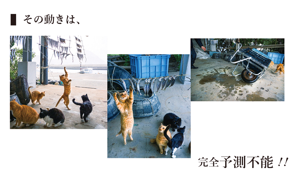 これネコ、それネコ?おすすめ②