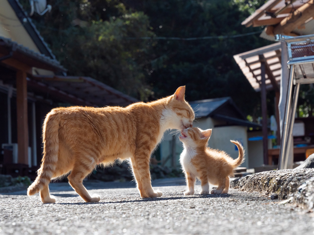 キス猫おすすめ①
