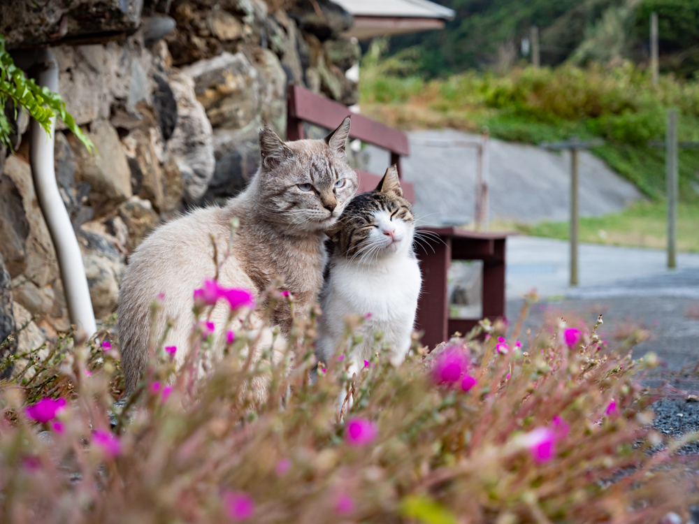 キス猫おすすめ②