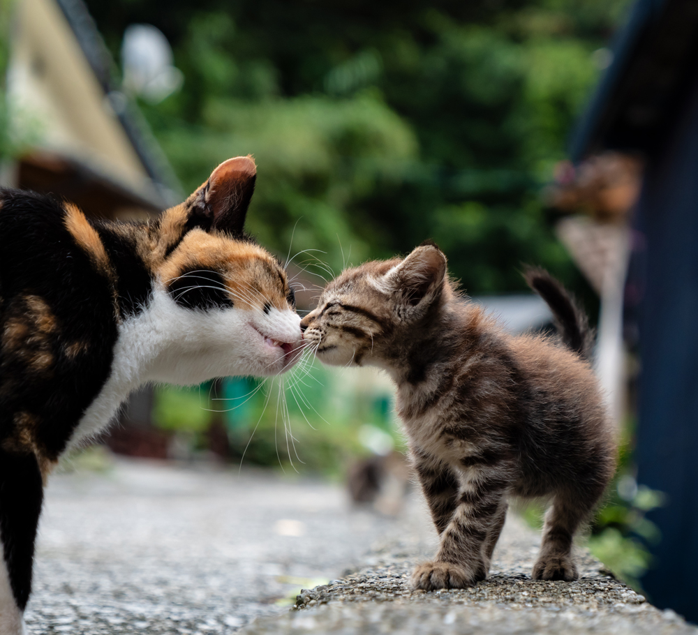 キス猫おすすめ③
