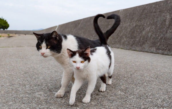 kISSねこ確認用 猫の日特集」連載vol.2】インスタグラムで人気！100万人がときめいた