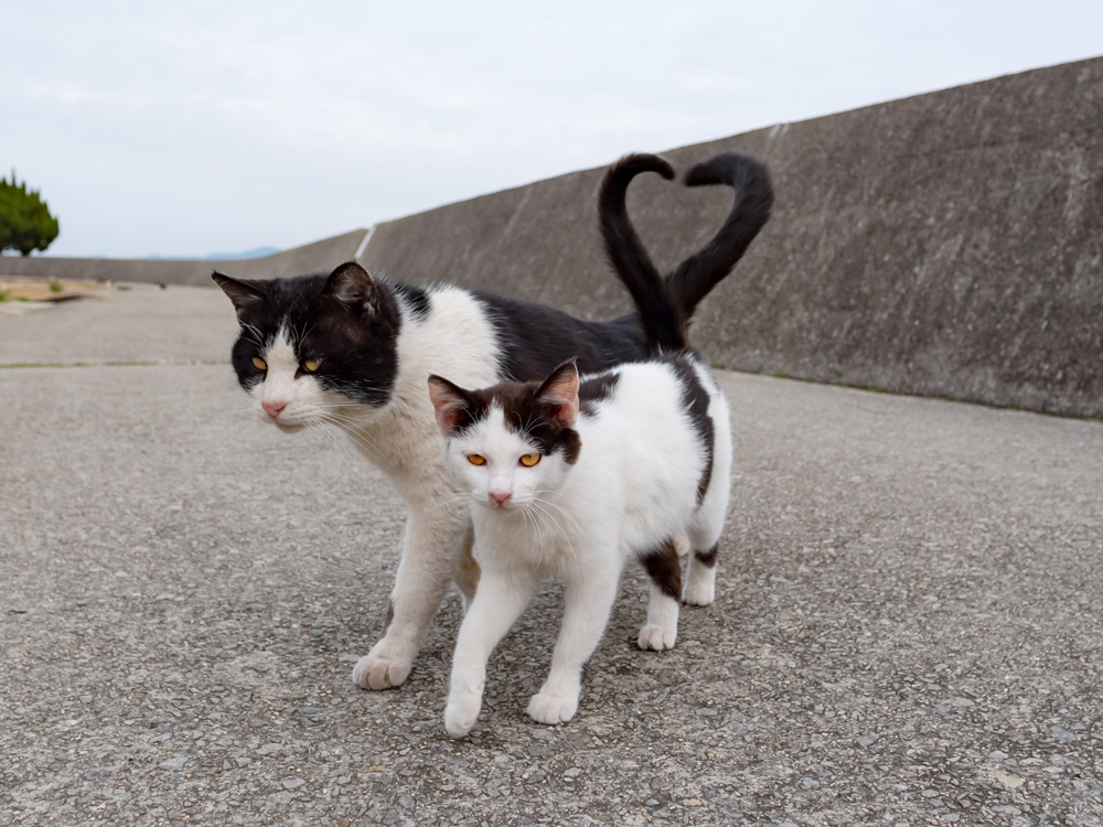 9番目の注目記事の画像