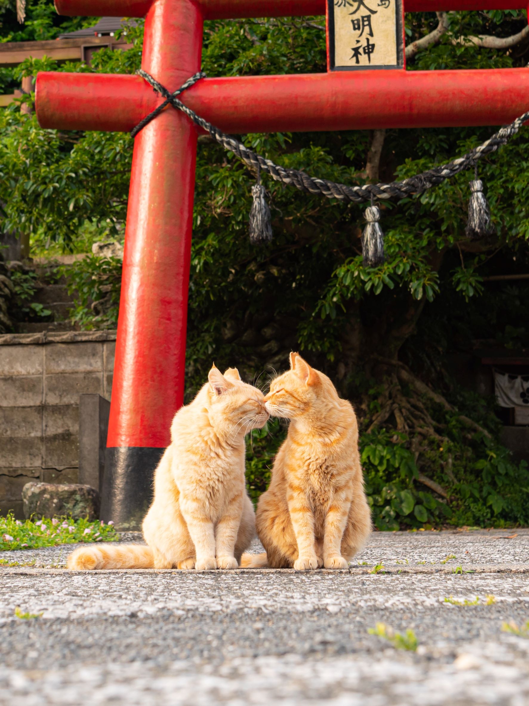 島にゃんこおすすめ①