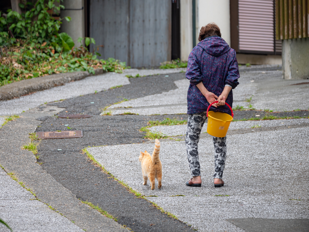 島にゃんこおすすめ②