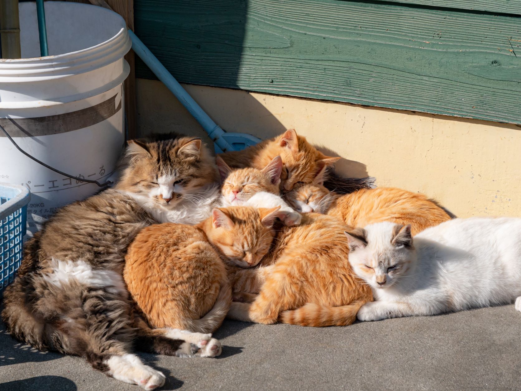 島にゃんこおすすめ③