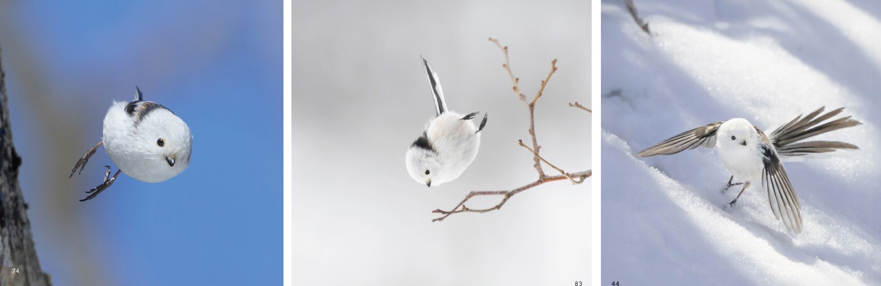 シマエナガロケット_中面